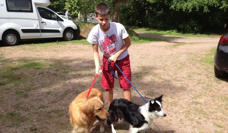 Воскресный выгул собак